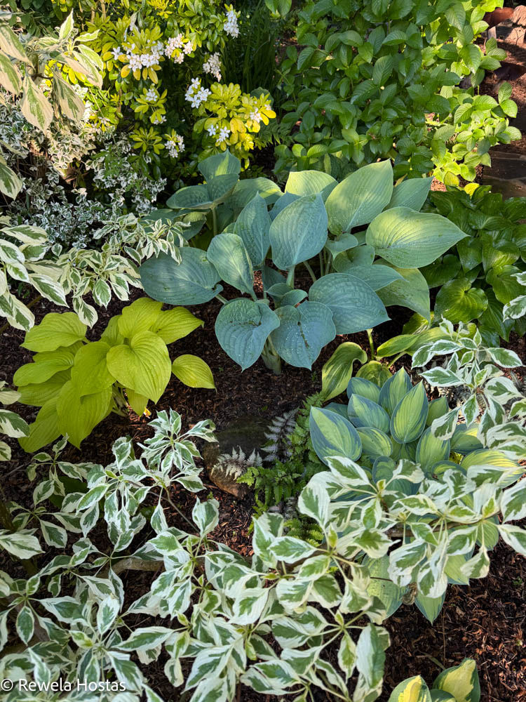 Lush Hosta Border