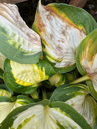 sun damaged Hostas
