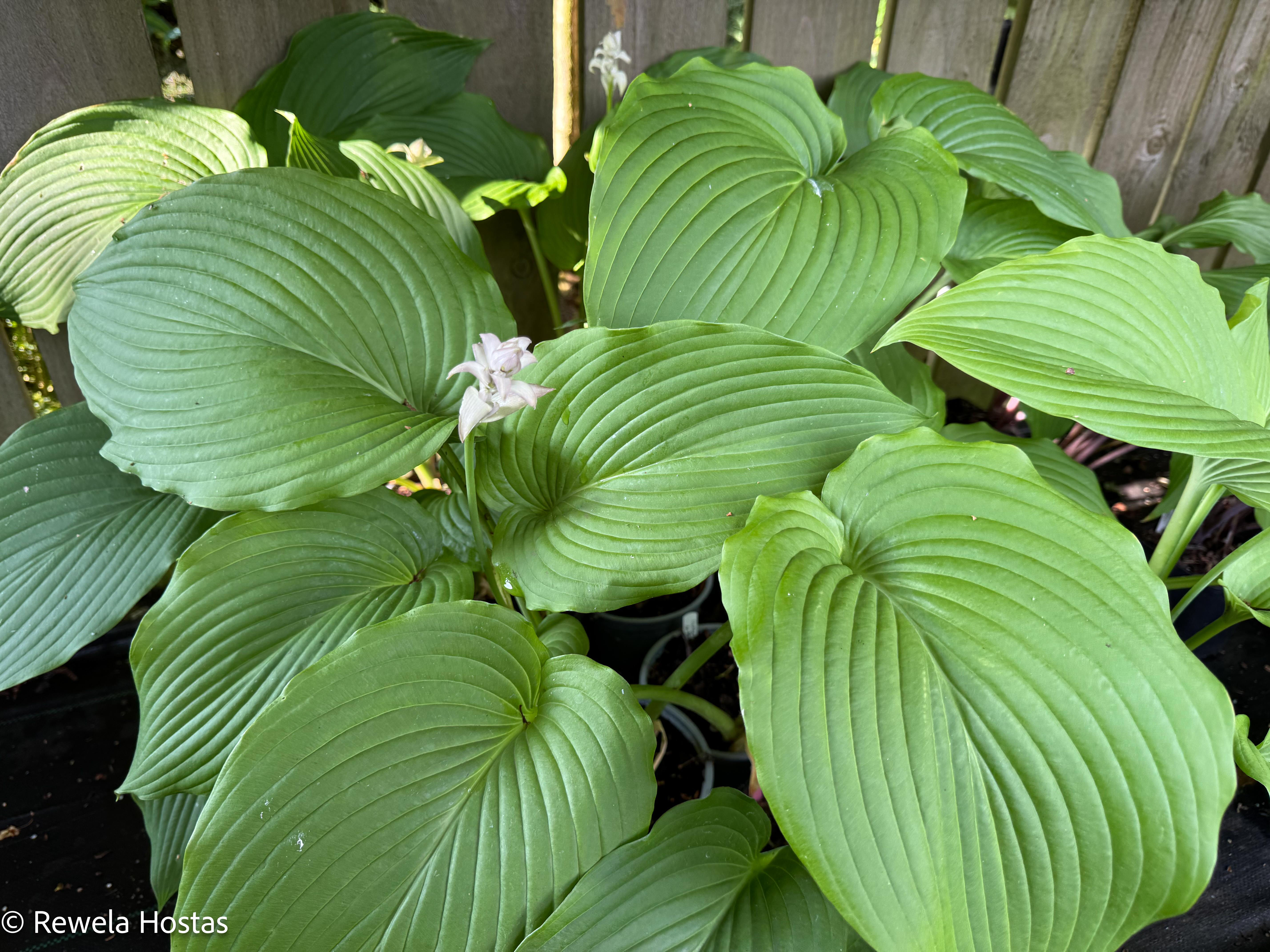 Hosta Green Acres