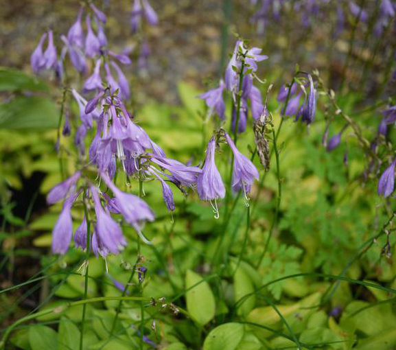 Thumbnail: Hosta Laterna Magica