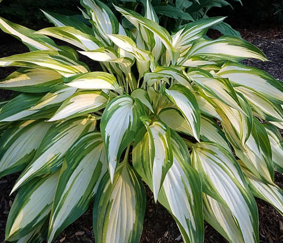 Thumbnail: Hosta Cool as a Cucumber