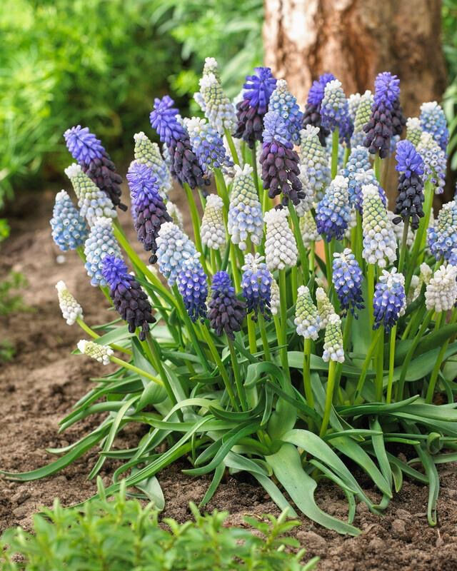 Muscari Flowers