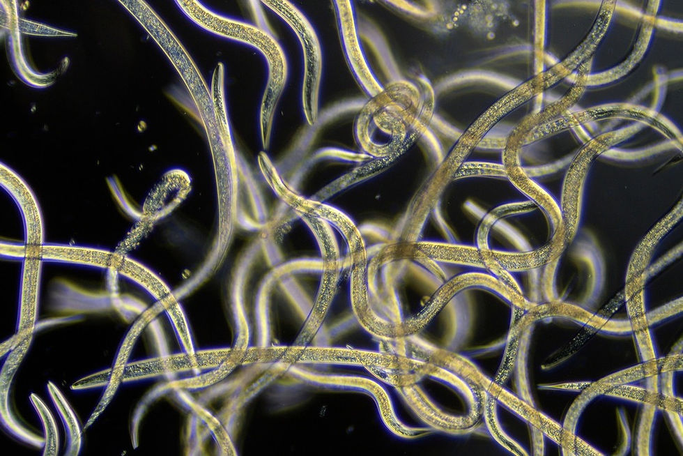 A Comprehensive Guide to Understanding Nematodes