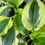 Thumbnail: Hosta Blitz