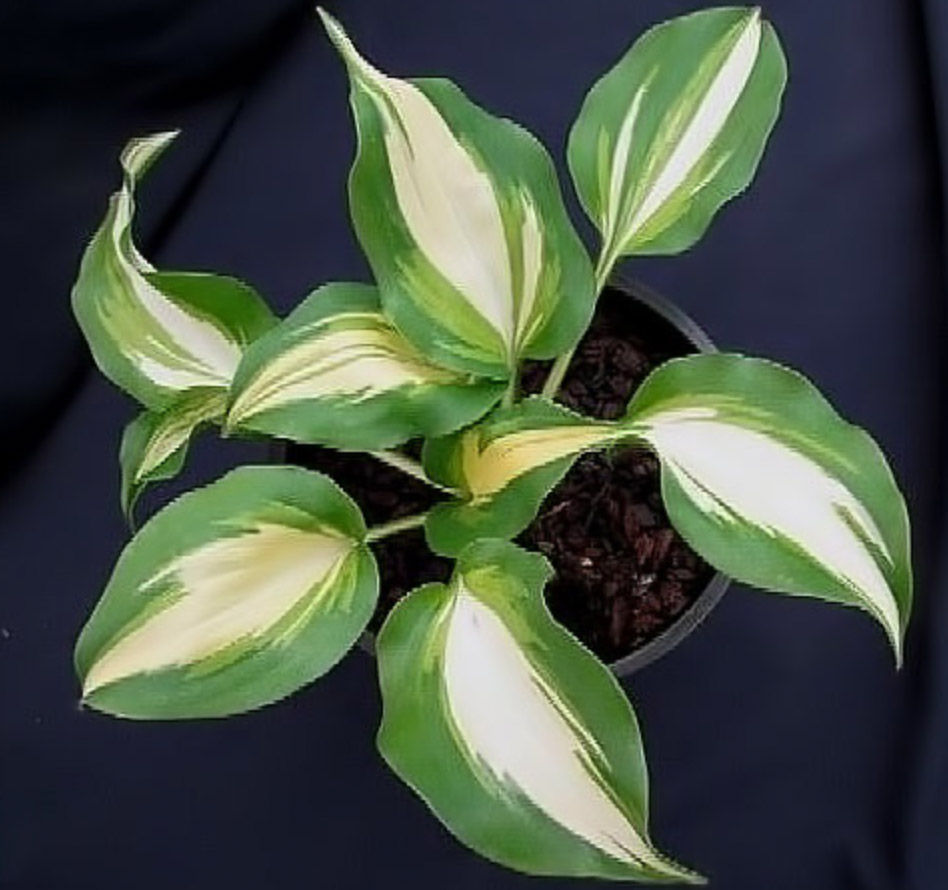 Hosta Cherokee