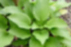 Hosta Fortunei