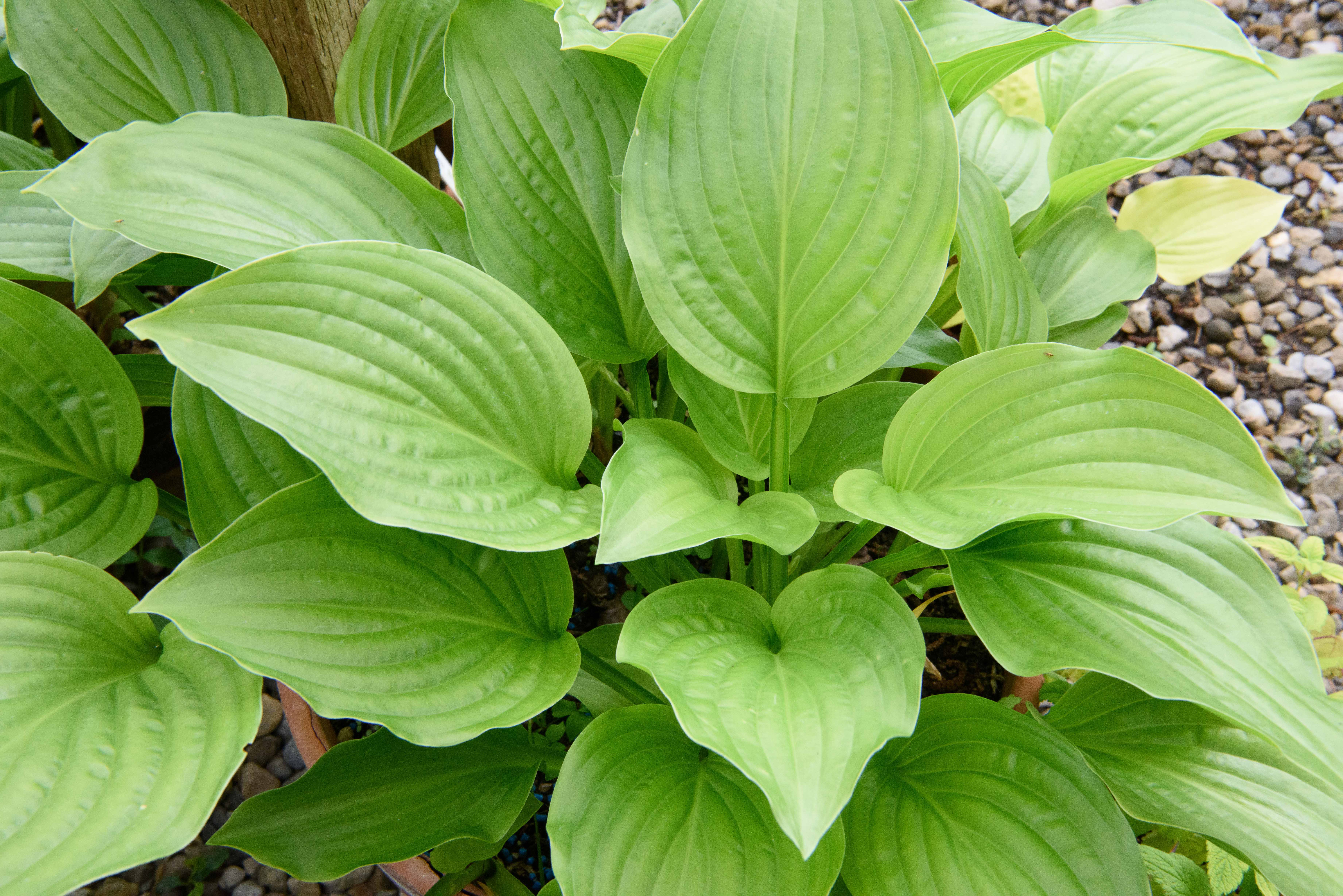 Hosta Fortunei