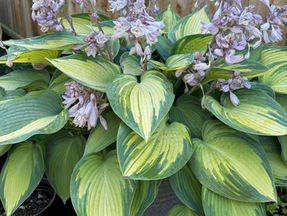 Hosta June in Flower
