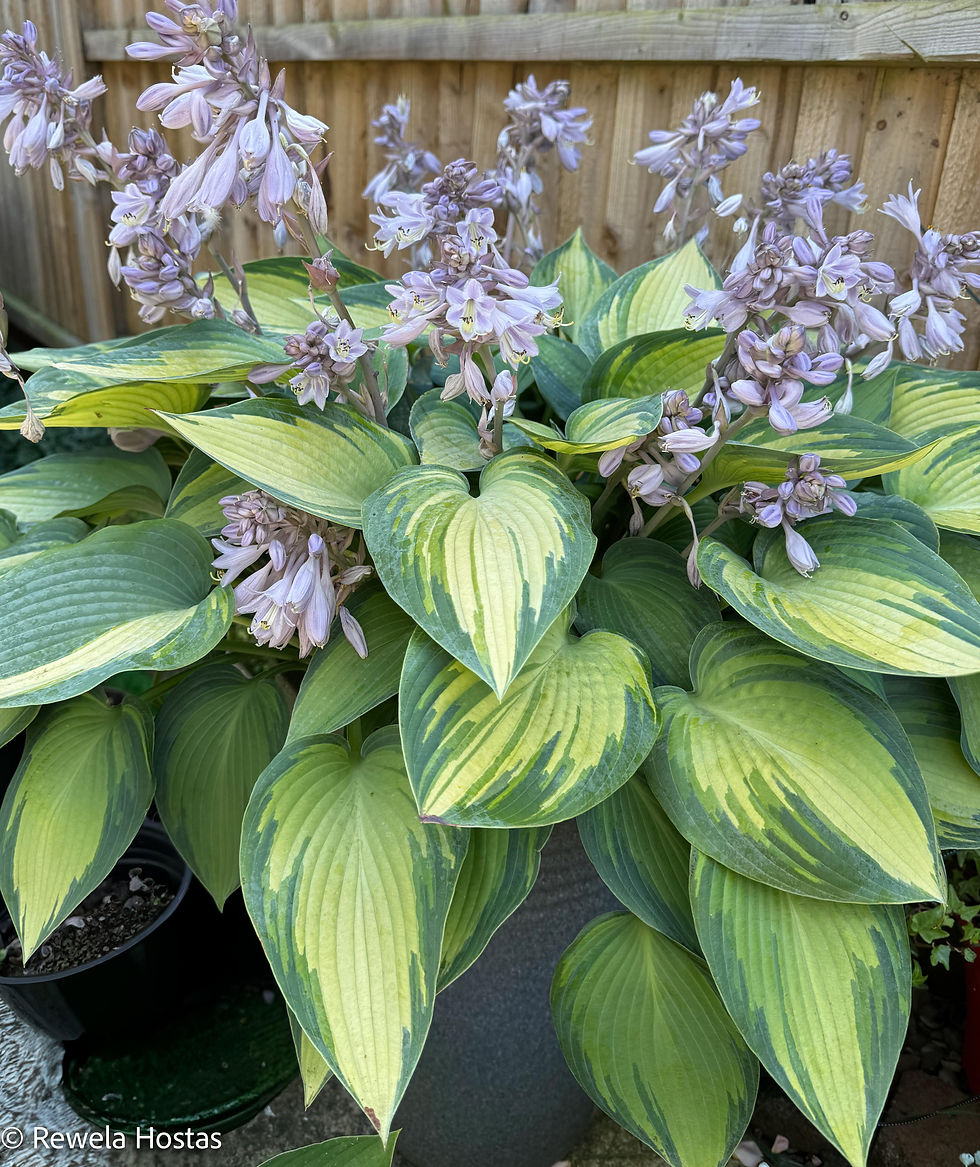 Hosta June