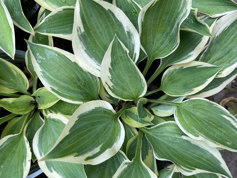 Hosta Silk Road