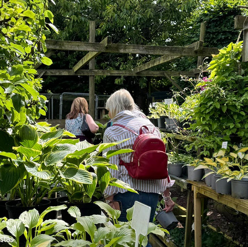 Rewela Hostas Nursery