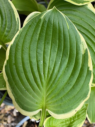 Hosta Tropicana