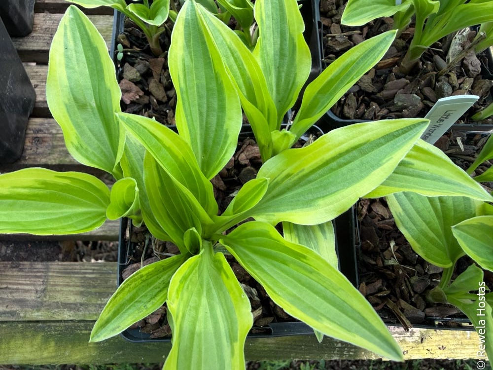 Hosta Little Wonder