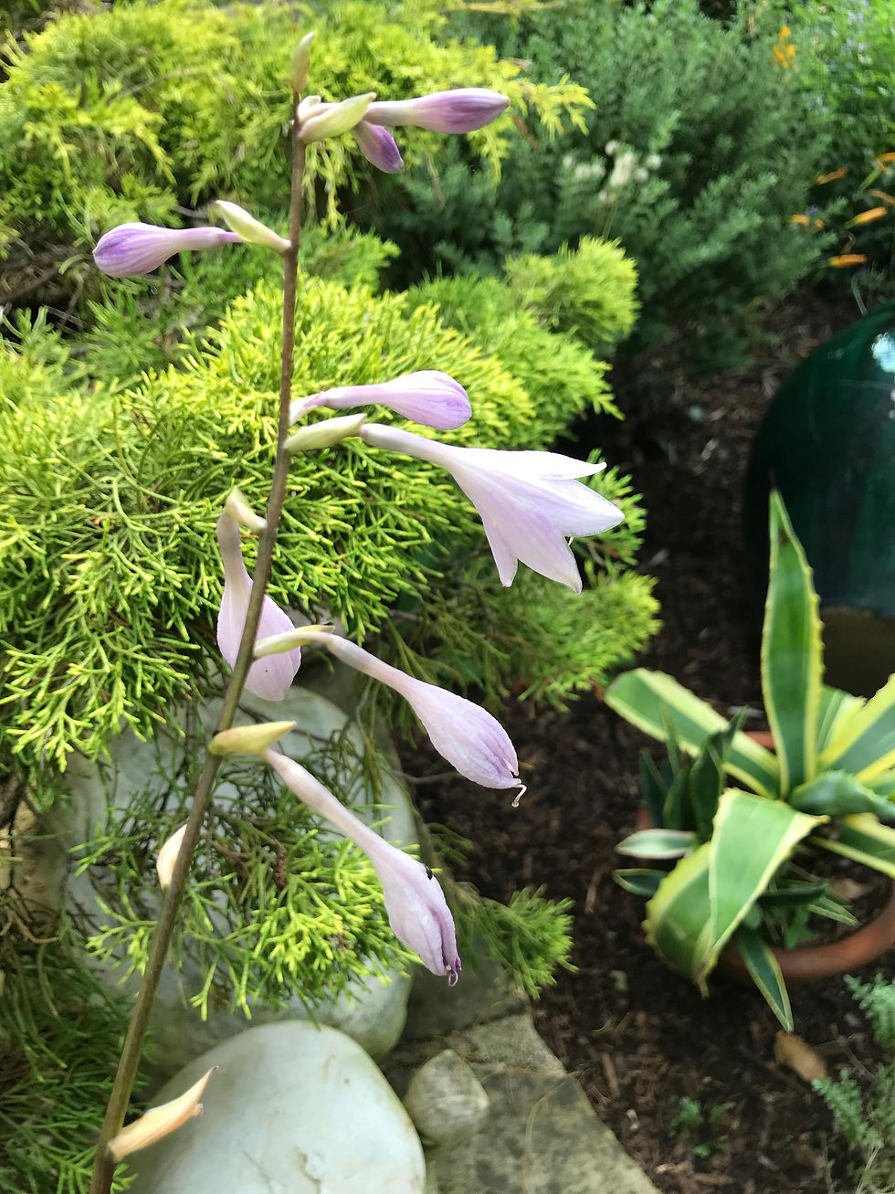 Thumbnail: Hosta Fortunei