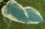 Hosta Chris' Midnight Sky