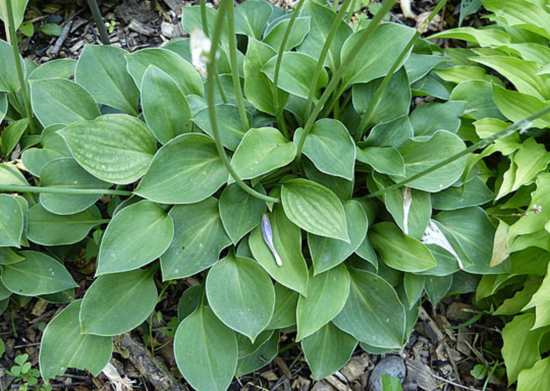 Hosta Carl