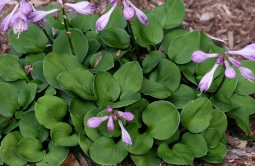 Thumbnail: Hosta Green Thumb