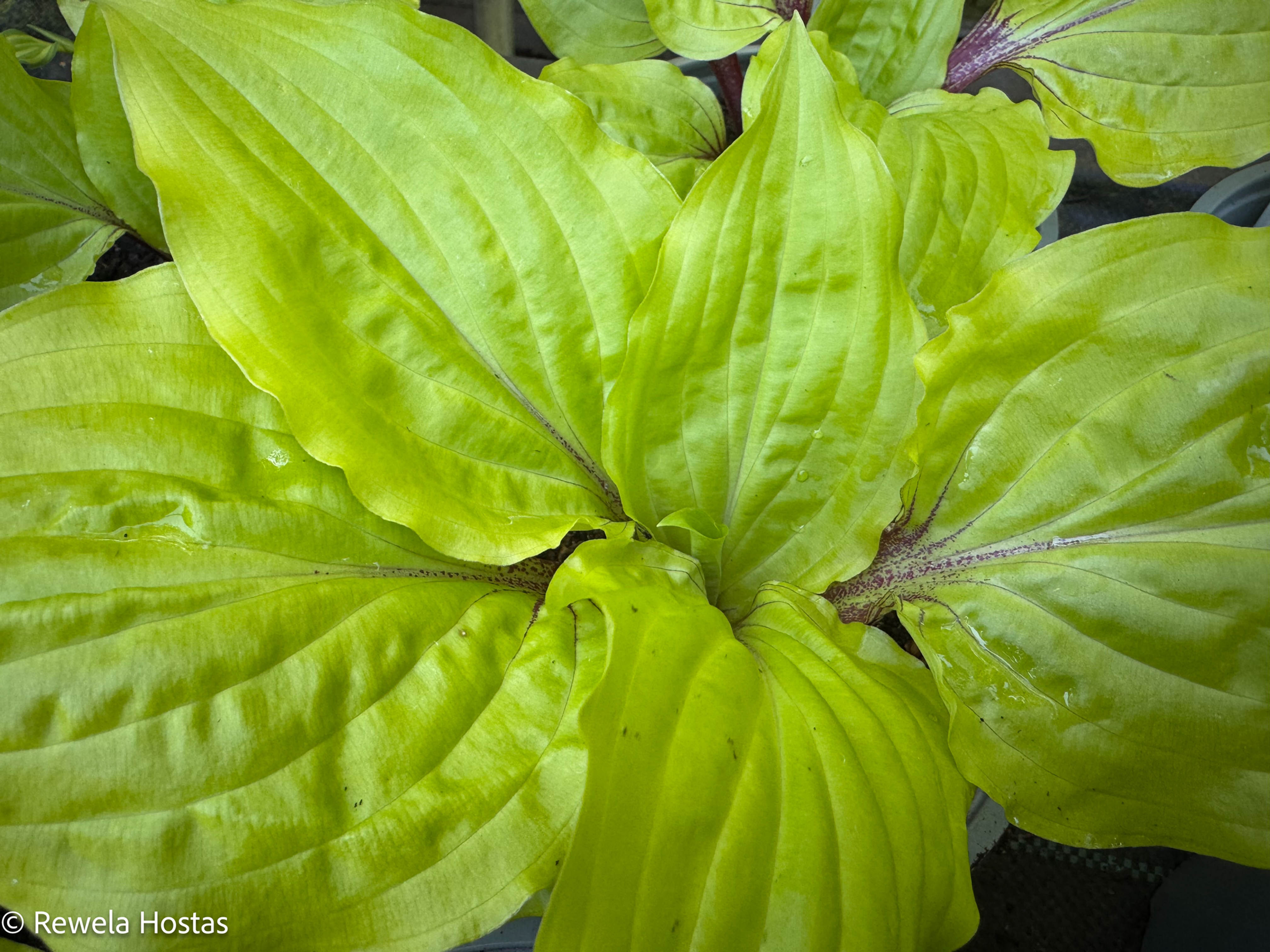 Hosta Lipstick Sunset