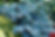 Hosta Hadspen Blue