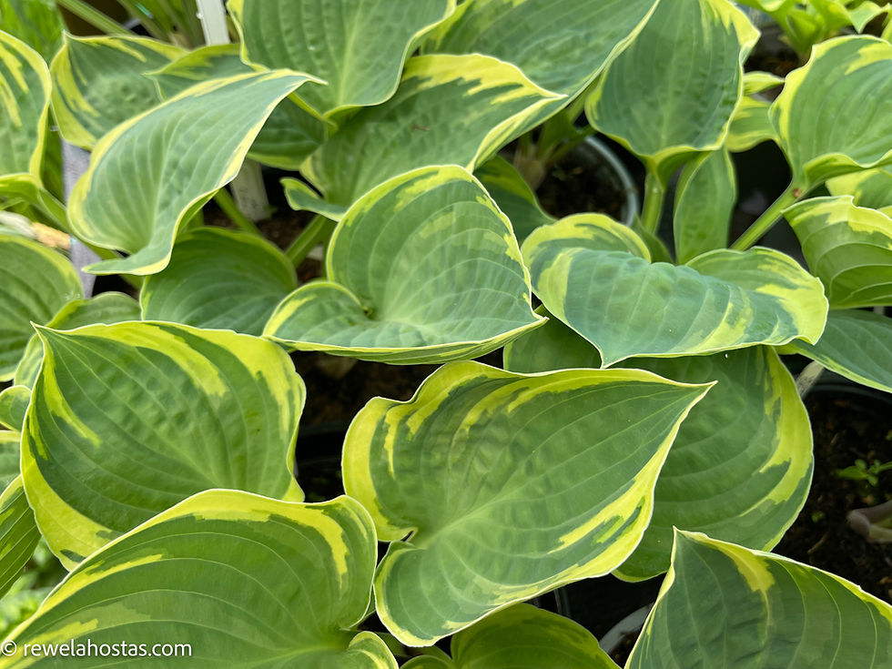 Thumbnail: Hosta Crusader