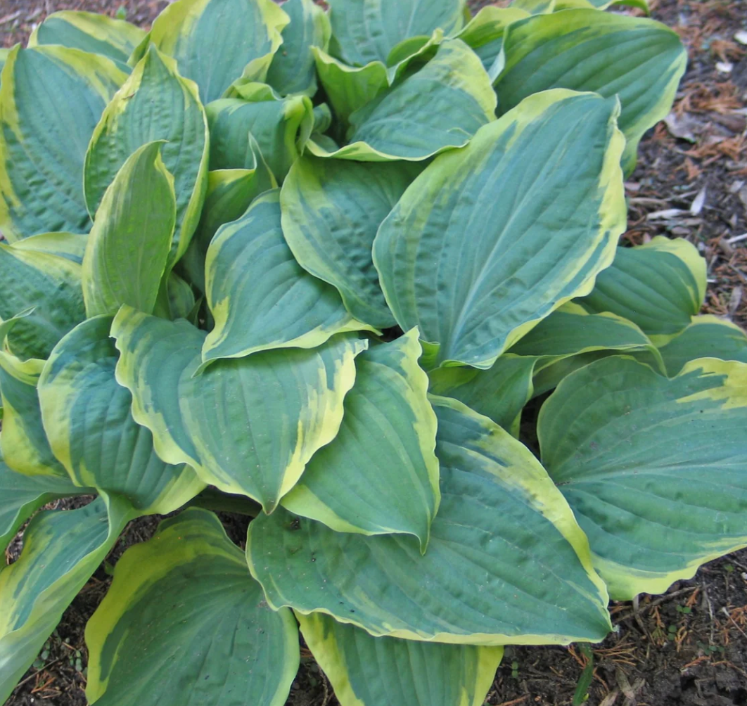 Hosta All A flutter