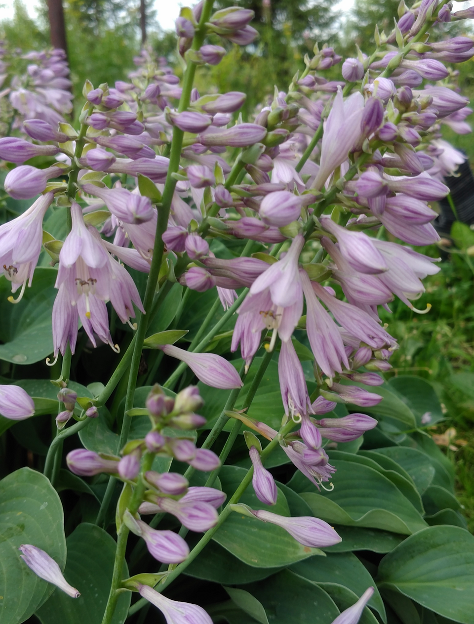 Hosta Pacific Blue Edger Flower
