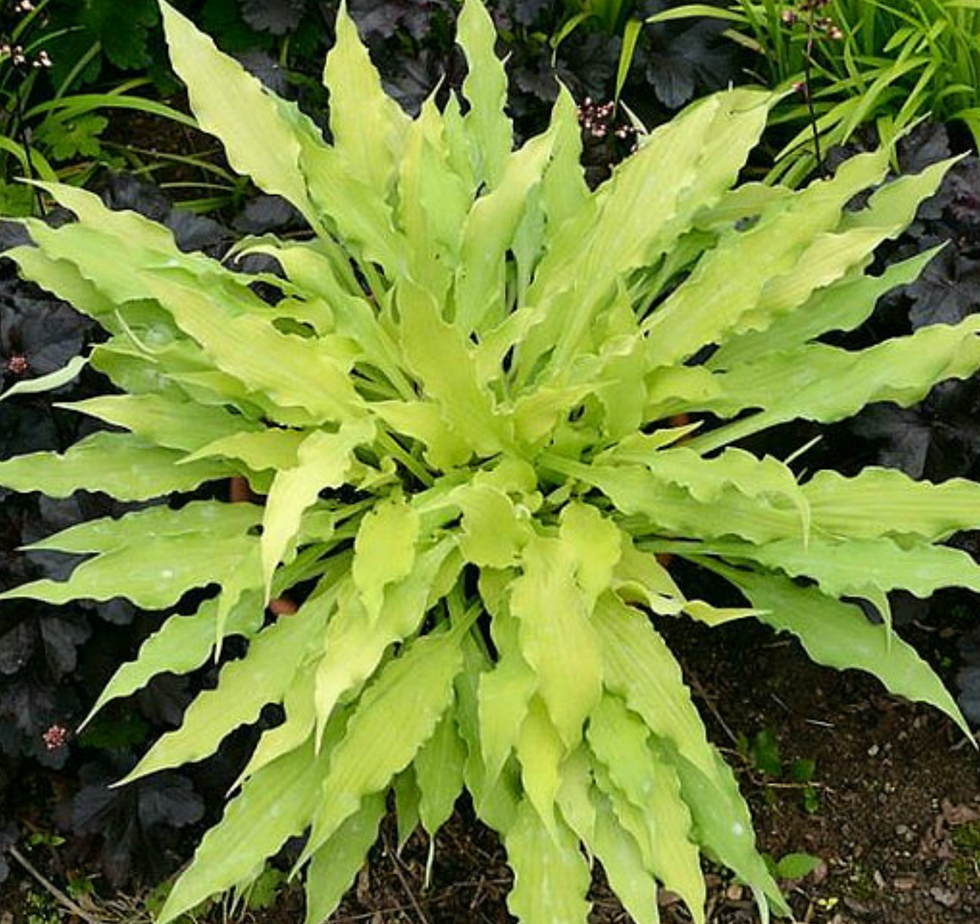 Hosta Wiggles and Squiggles