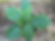 Hosta Blue Danube