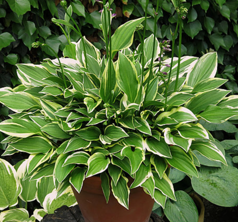 Hosta Cotillion