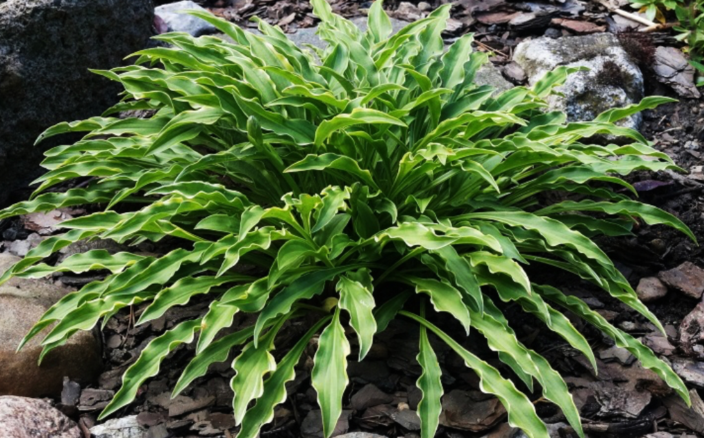 Hosta Tattle Tails