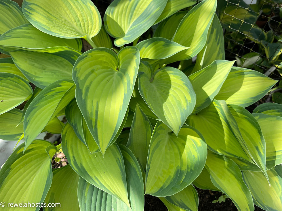 Thumbnail: Hosta June