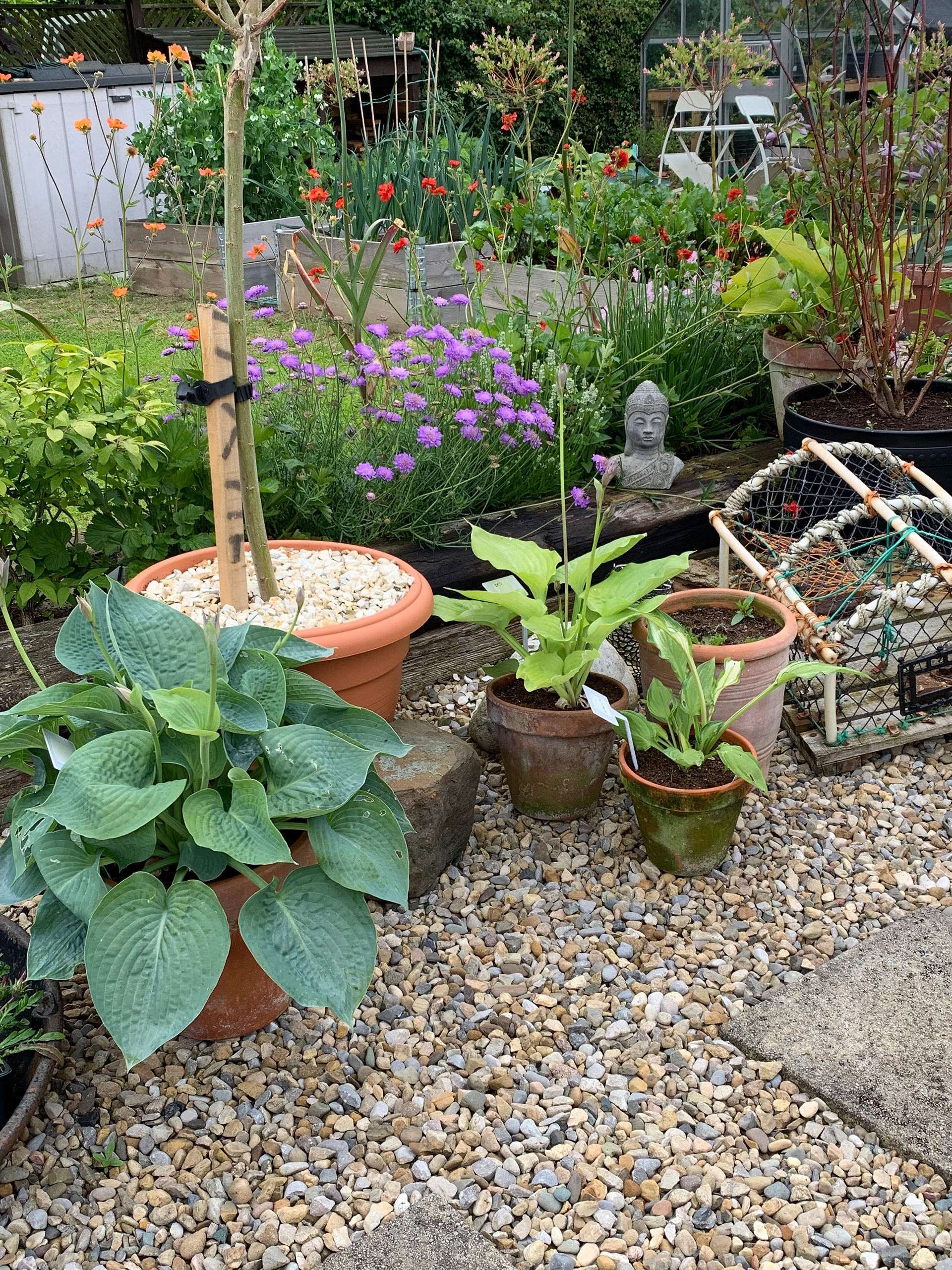Diane White's Hosta Garden