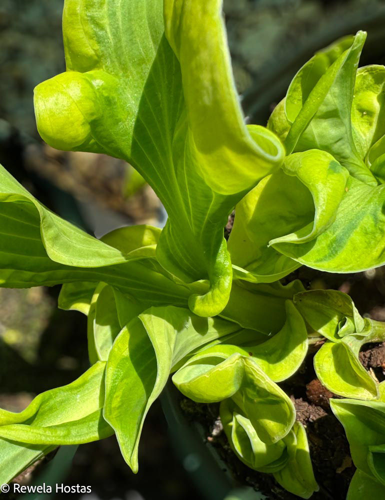Hosta Wheee