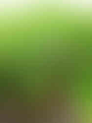 Hosta One Man's Treasure red stems