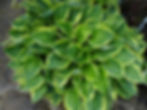 Thumbnail: Hosta Fortunei Aureomarginata