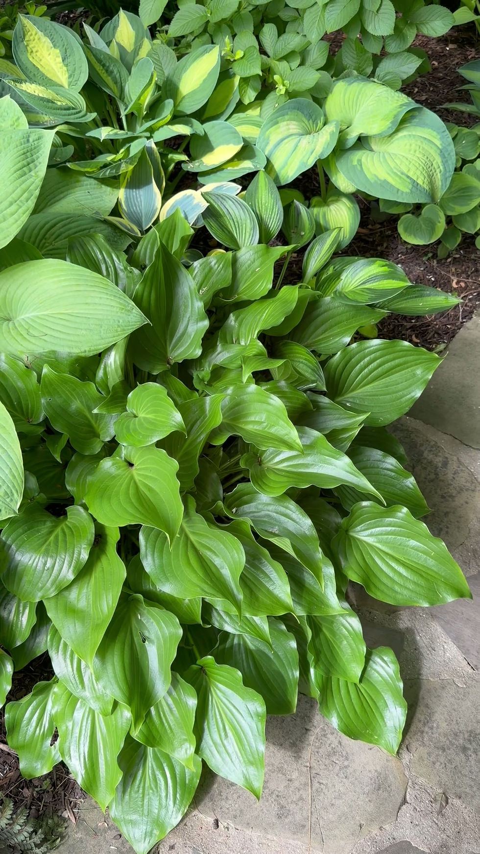 Thumbnail: Hosta Invincible