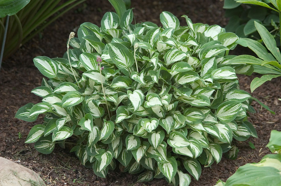Hosta Pandoras Box