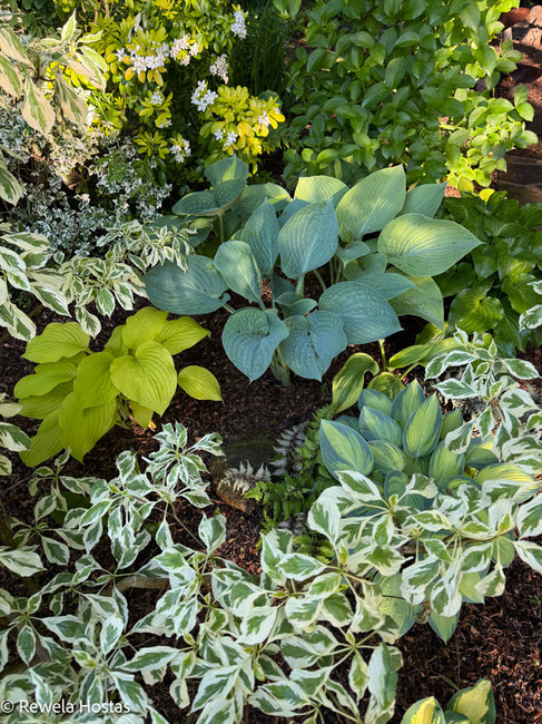Hosta Border