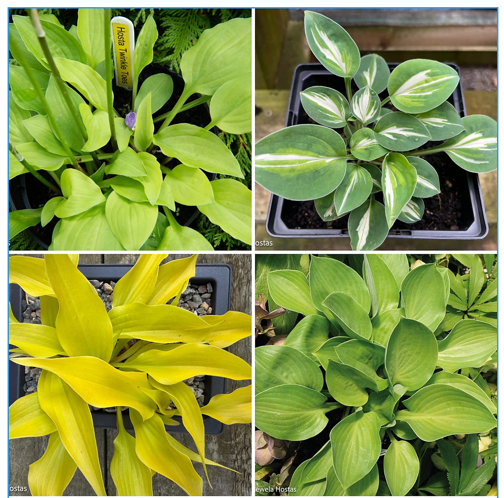 Miniature Hostas