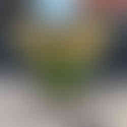 Algae covered pot of Hosta Magic Island