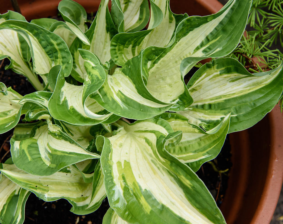 Thumbnail: Hosta Allegan Fog