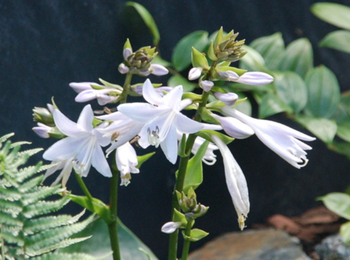 Thumbnail: Hosta Shiny Sonata