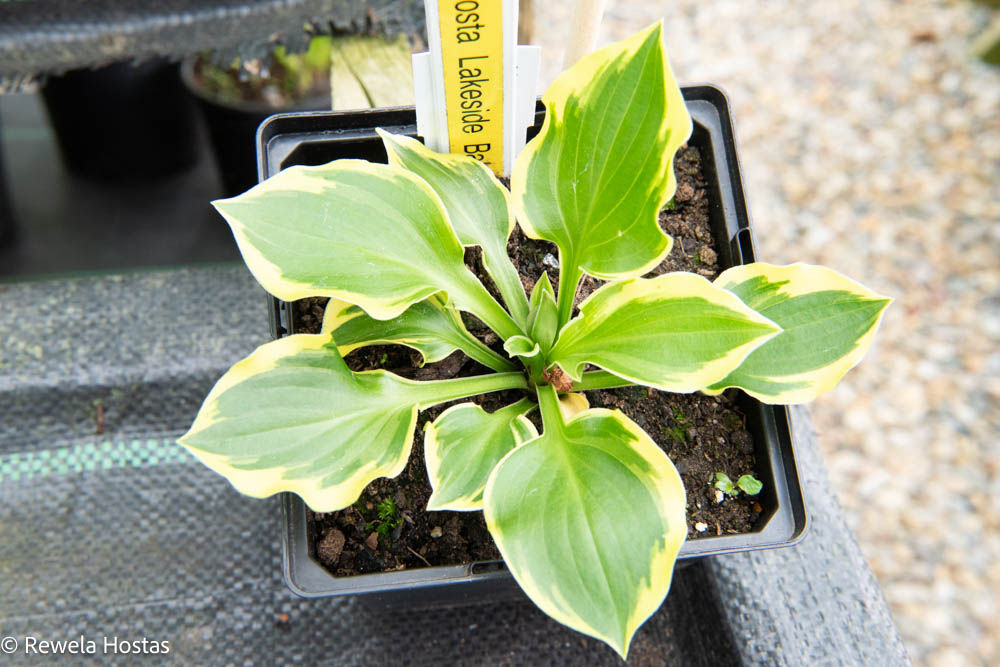 Hosta Lakeside Babyface