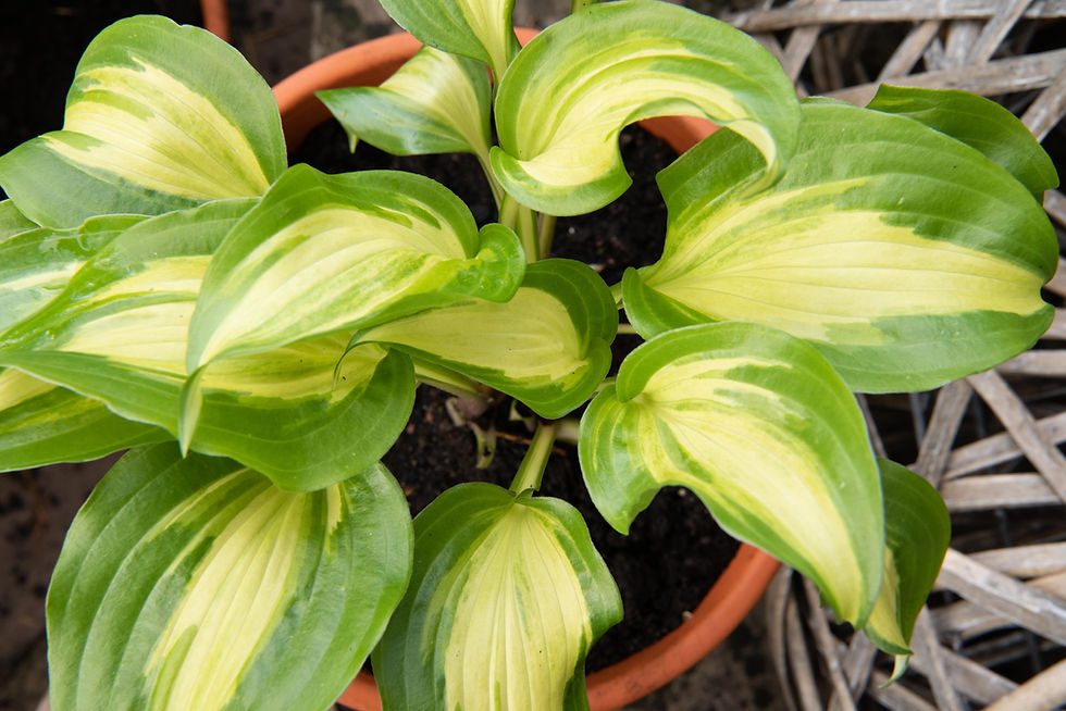 slug-resistant-hosta-plants-for-sale-in-the-uk-4-12