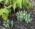 Snowdrops