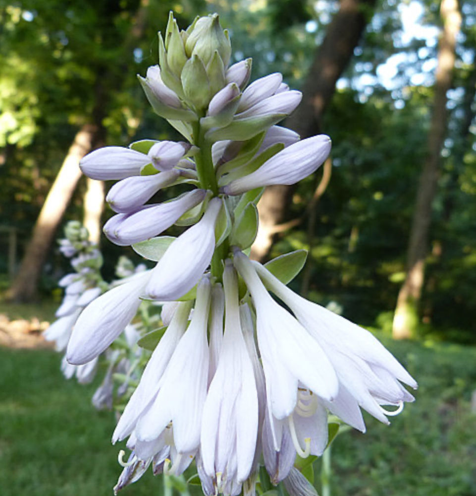 Thumbnail: Hosta Chorus Girl
