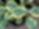 Hosta Robert Frost