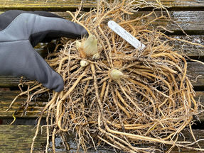 "Uncovering the Advantages of Bare Root Hostas: A Gardening Must-know"