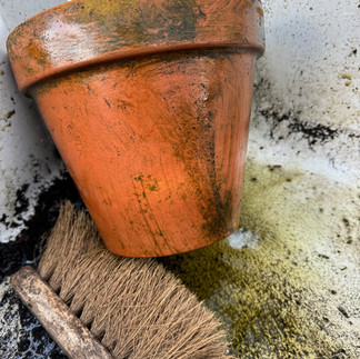 Washing Clay Pot of Hosta magic Island
