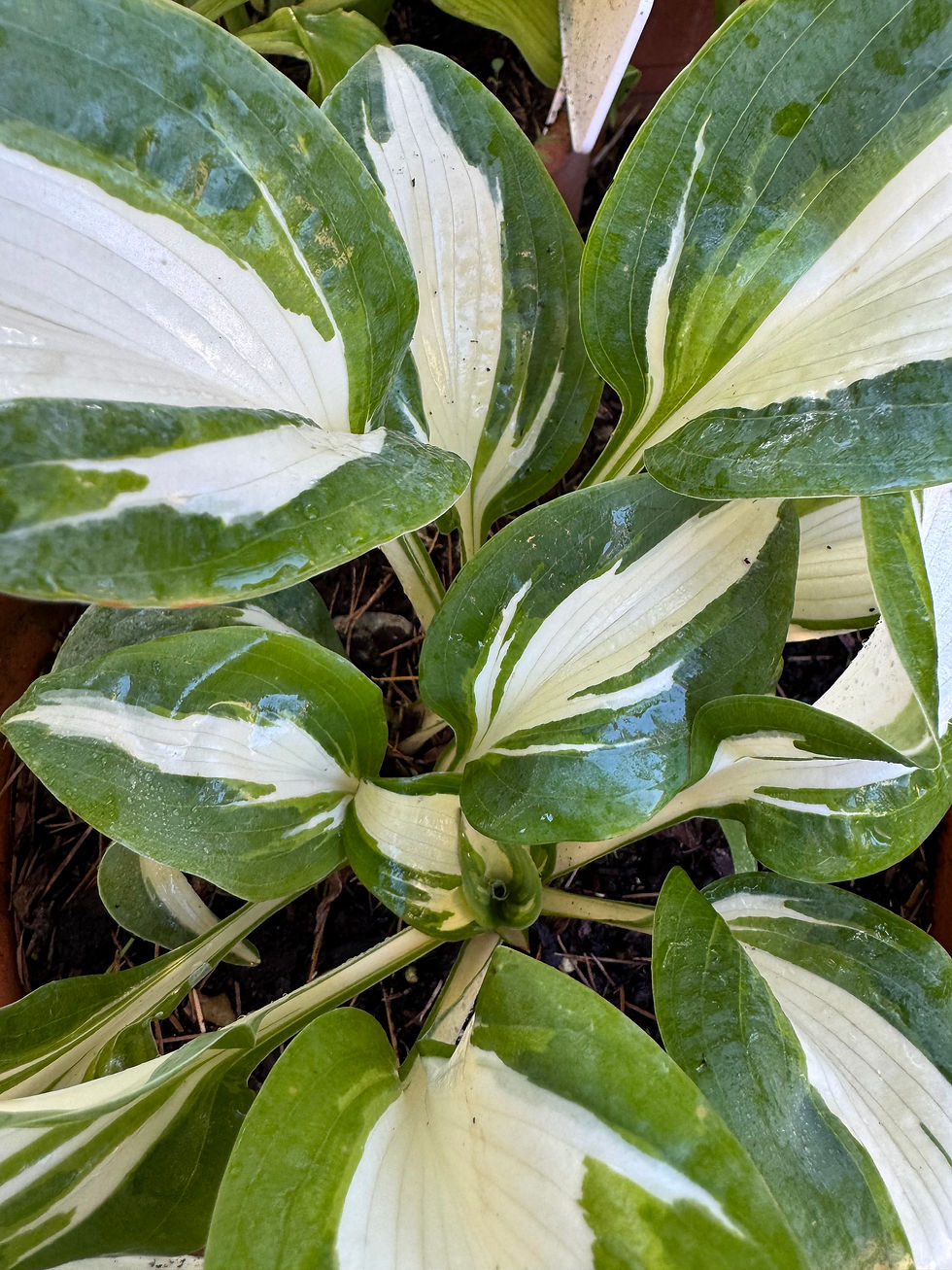 Hosta Hans